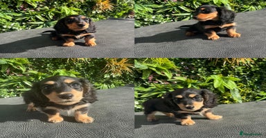 Miniature Dachshund dogs - Advert 2