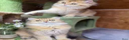 British Longhair cats for sale: Stunning British Longhair kittens  - Advert 5