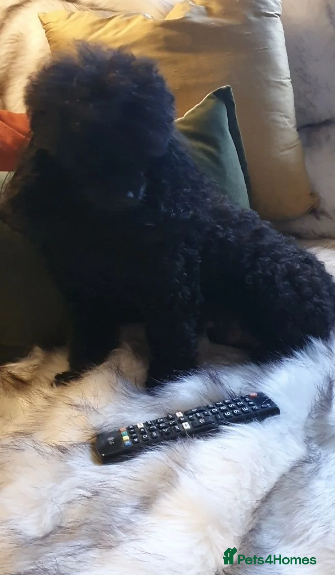 Toy Poodle dogs for sale: Tiny Toy Poodle puppies both parents health tested - Advert 2