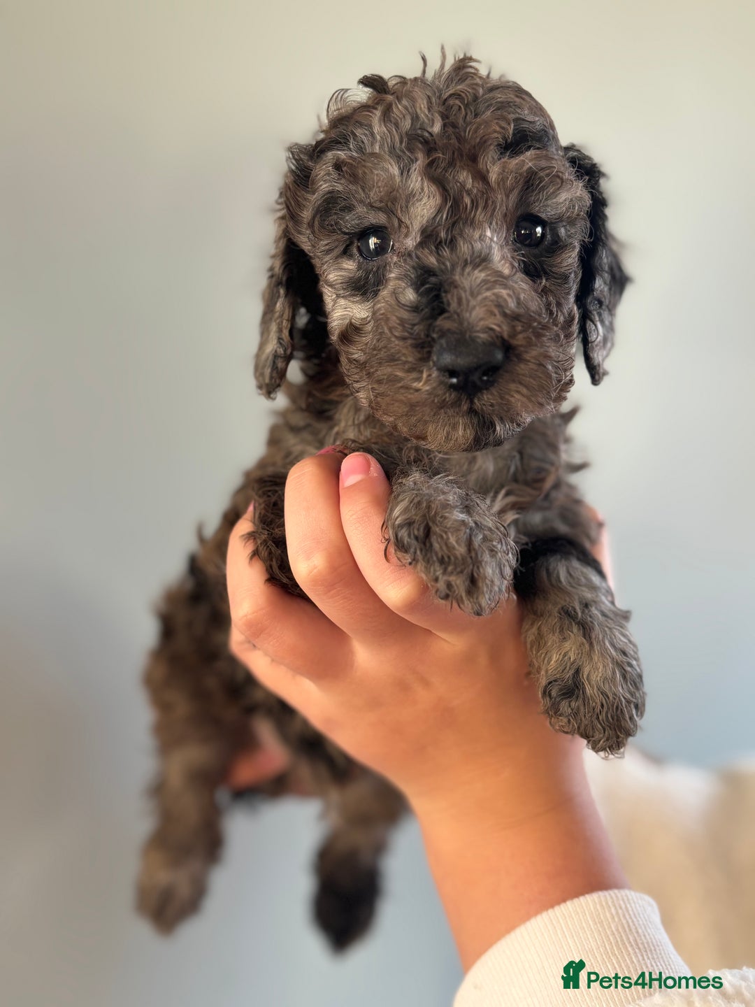 Miniature Poodle dogs for sale: Beautiful health tested miniature poodles  - Advert 19