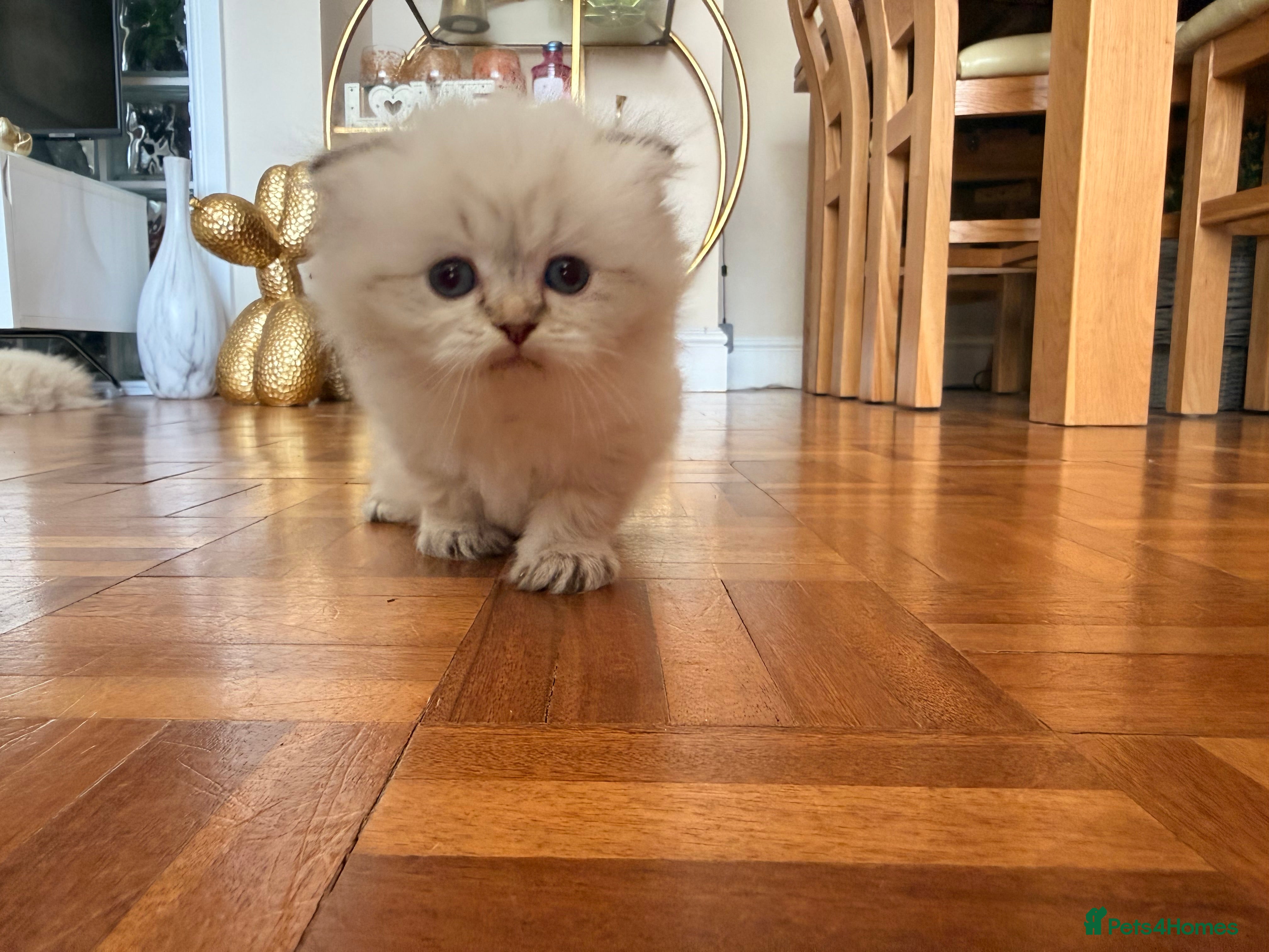 Scottish Fold cats for sale: Beautiful Rainbow litter available to reserve - Advert 33