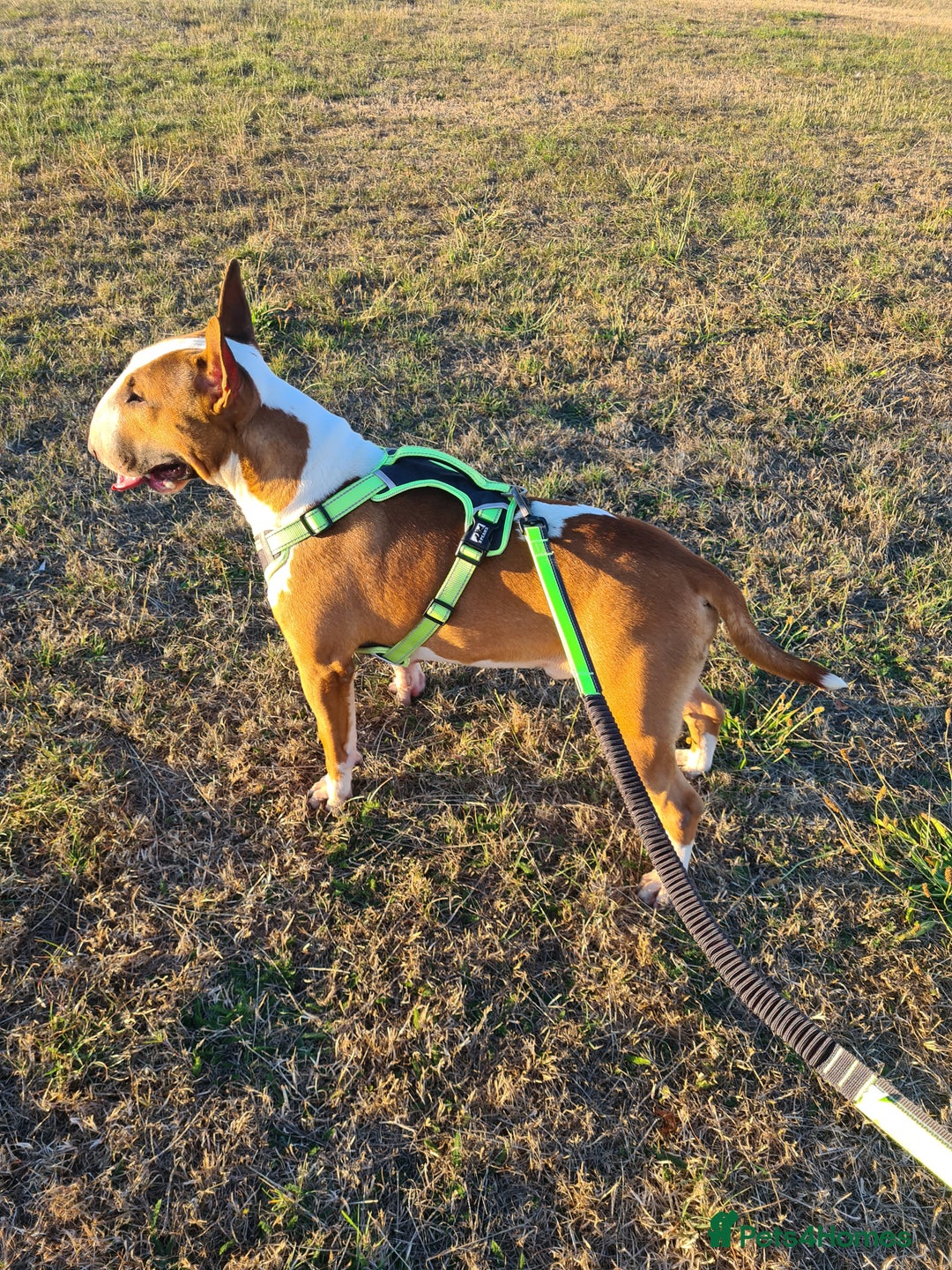 English Bull Terrier dogs for stud: Proven English bull terrier for stud in Ashford - Advert 2