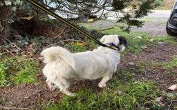 Mixed Breed dogs for adoption: Sefu - Fakenham Norfolk  - Advert 3