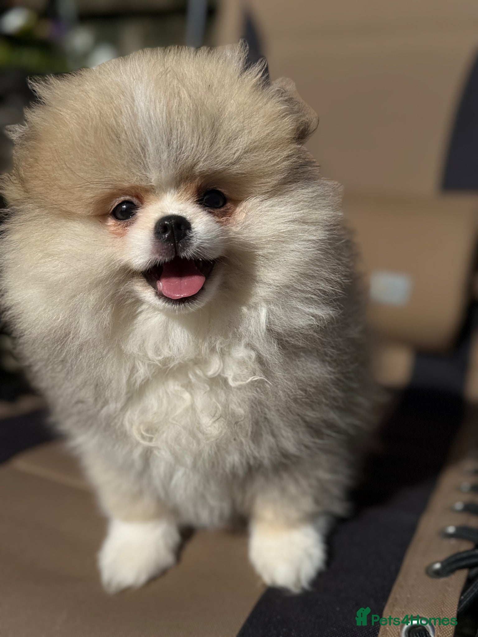 Pomeranian dogs Stunning Teddy Bear,KC Registered,Fluffy & Loving  - Advert 2