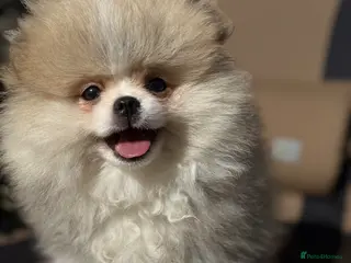 Pomeranian dogs Stunning Teddy Bear,KC Registered,Fluffy & Loving - Advert 2