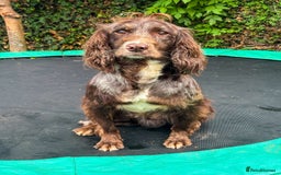 Cocker Spaniel dogs for stud: Merle Cocker Spaniel at stud - DNA tested🧬 in Dudley - Image 4