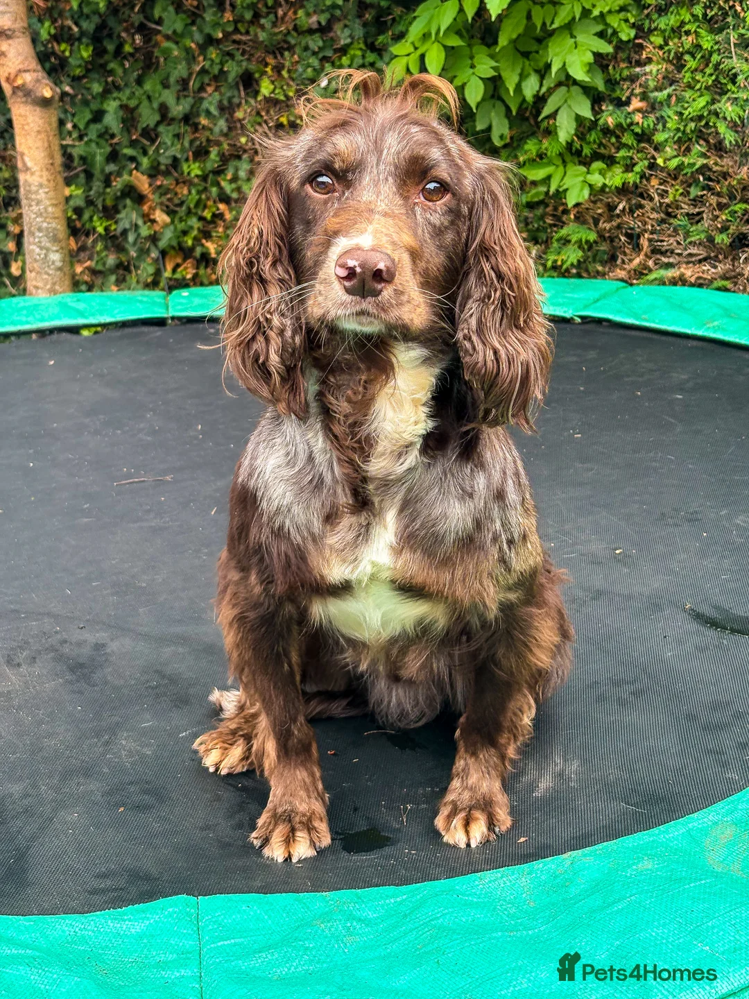 Cocker Spaniel dogs for stud: Merle Cocker Spaniel at stud - DNA tested🧬 in Dudley - Advert 3
