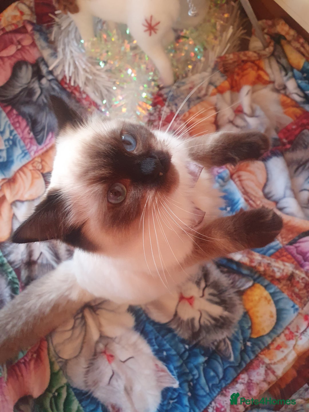 Ragdoll cats for sale: Mink & traditional Ragdolls - Advert 34