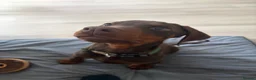 Dobermann dogs for sale: Male Doberman in Wellingborough - Advert 4