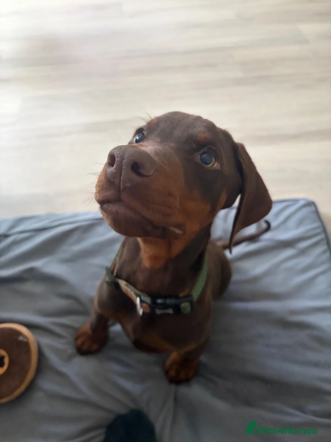 Dobermann dogs for sale: Male Doberman in Wellingborough - Advert 4