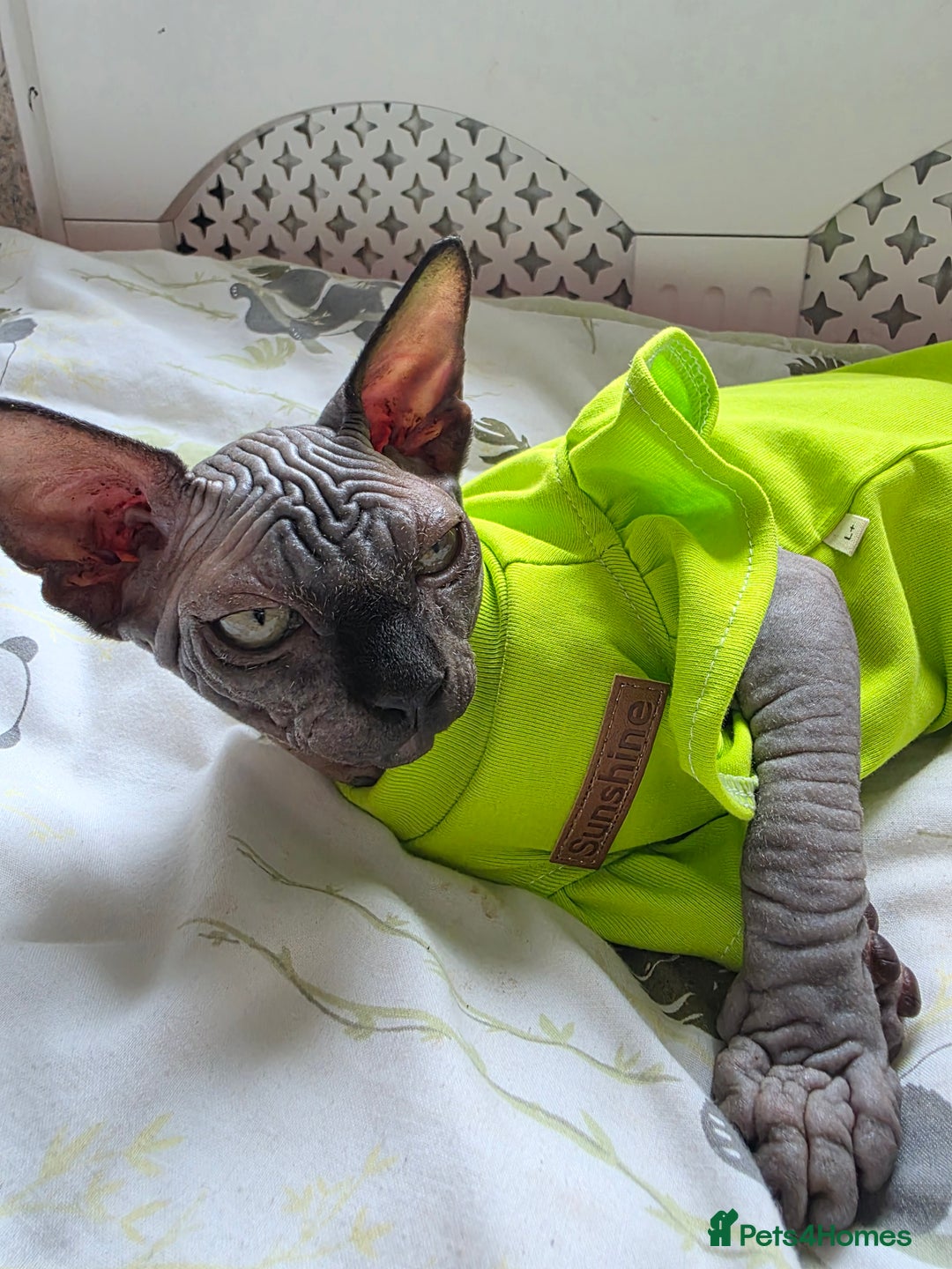 Sphynx cats for sale: Adorable Sphynx kittens💝🐈‍⬛🐈 - Image 28