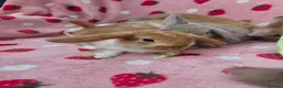 Mini Lop rabbits for sale: VERY TAME Mini lop baby bunnies ready to leave now - Advert 12