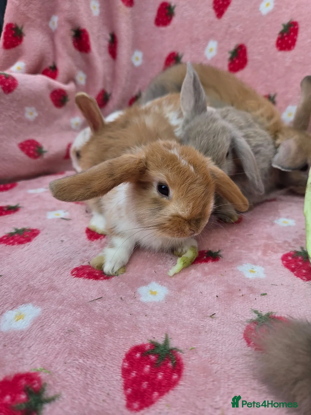 Mini Lop rabbits for sale: VERY TAME Mini lop baby bunnies ready to leave now - Advert 12