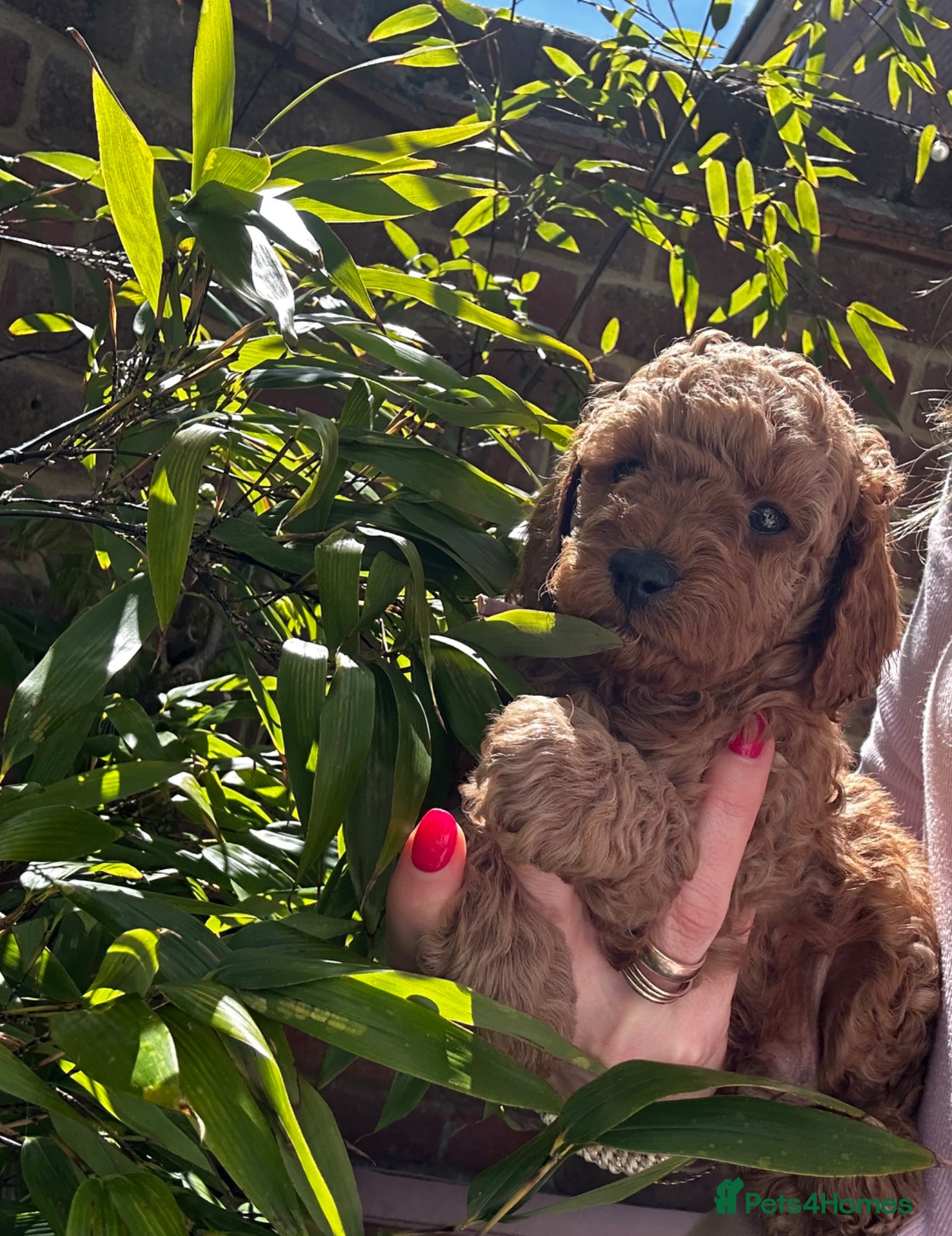 Miniature Poodle dogs Kc registered Red miniature poodles - Advert 2