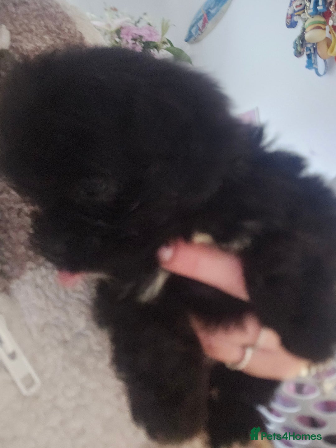 Shih Tzu dogs for sale: 2 female shih tzu  - Advert 4