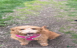 Labradoodle dogs for sale: 1 year old labradoodle needs new home - Image 1