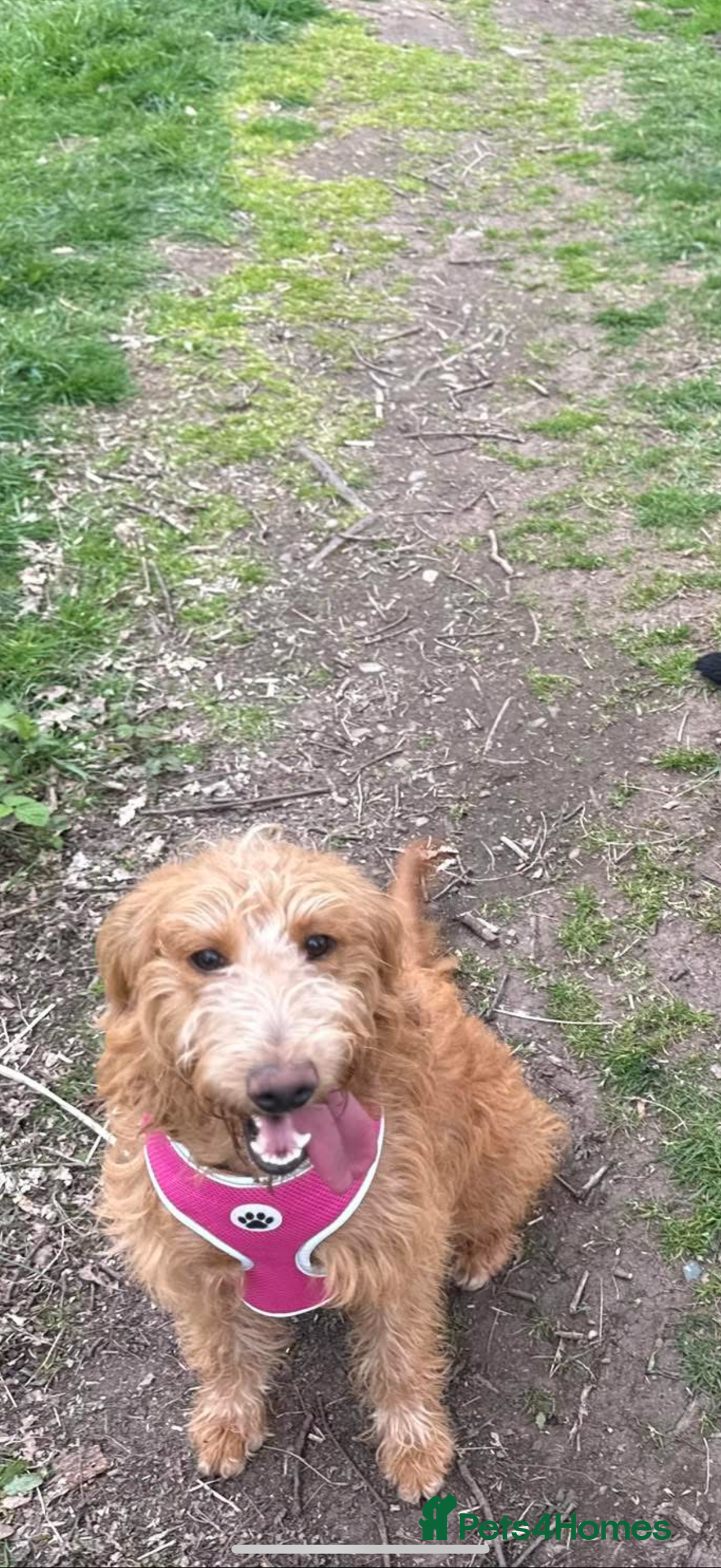 Labradoodle dogs for sale: 1 year old labradoodle needs new home - Image 1