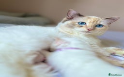 Ragdoll cats for sale: Stunning TICA reg Flame/Cream Boy - Image 17