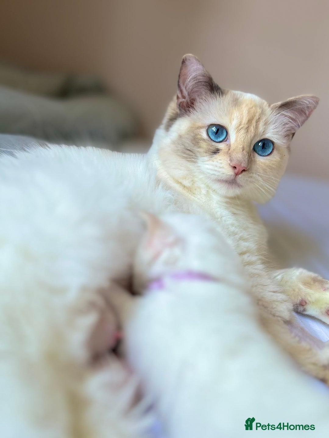 Ragdoll cats for sale: Stunning TICA reg Flame/Cream Boy - Image 17