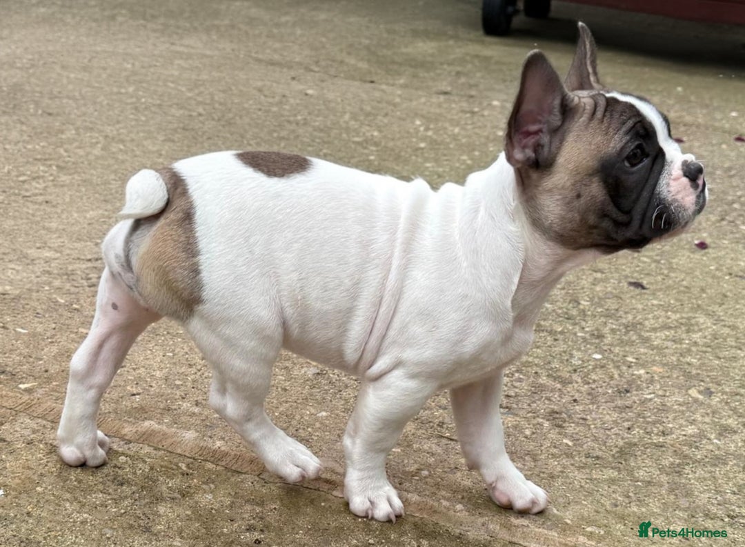 French Bulldog dogs for sale: Adorable Frenchie Puppies Seeking Forever Homes - Image 31