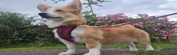Welsh Corgi Pembroke dogs for sale: KC Beautiful Welsh Pembroke Corgi puppies. - Advert 5