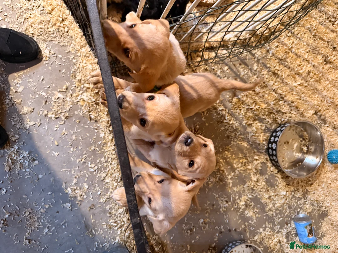 Labrador Retriever dogs for sale: Labrador - Advert 4