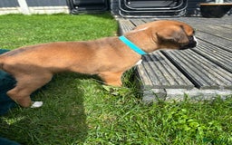Boxer dogs for sale: KC PEDIGREE BOXER PUPPIES  - Image 8