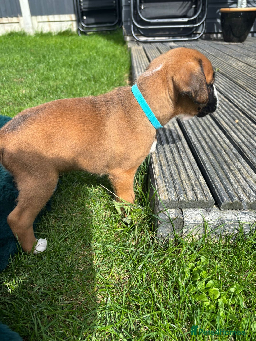 Boxer dogs for sale: KC PEDIGREE BOXER PUPPIES  - Image 8