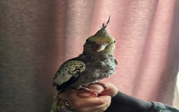 Cockatiels birds for sale: Baby cockatiel - Image 7