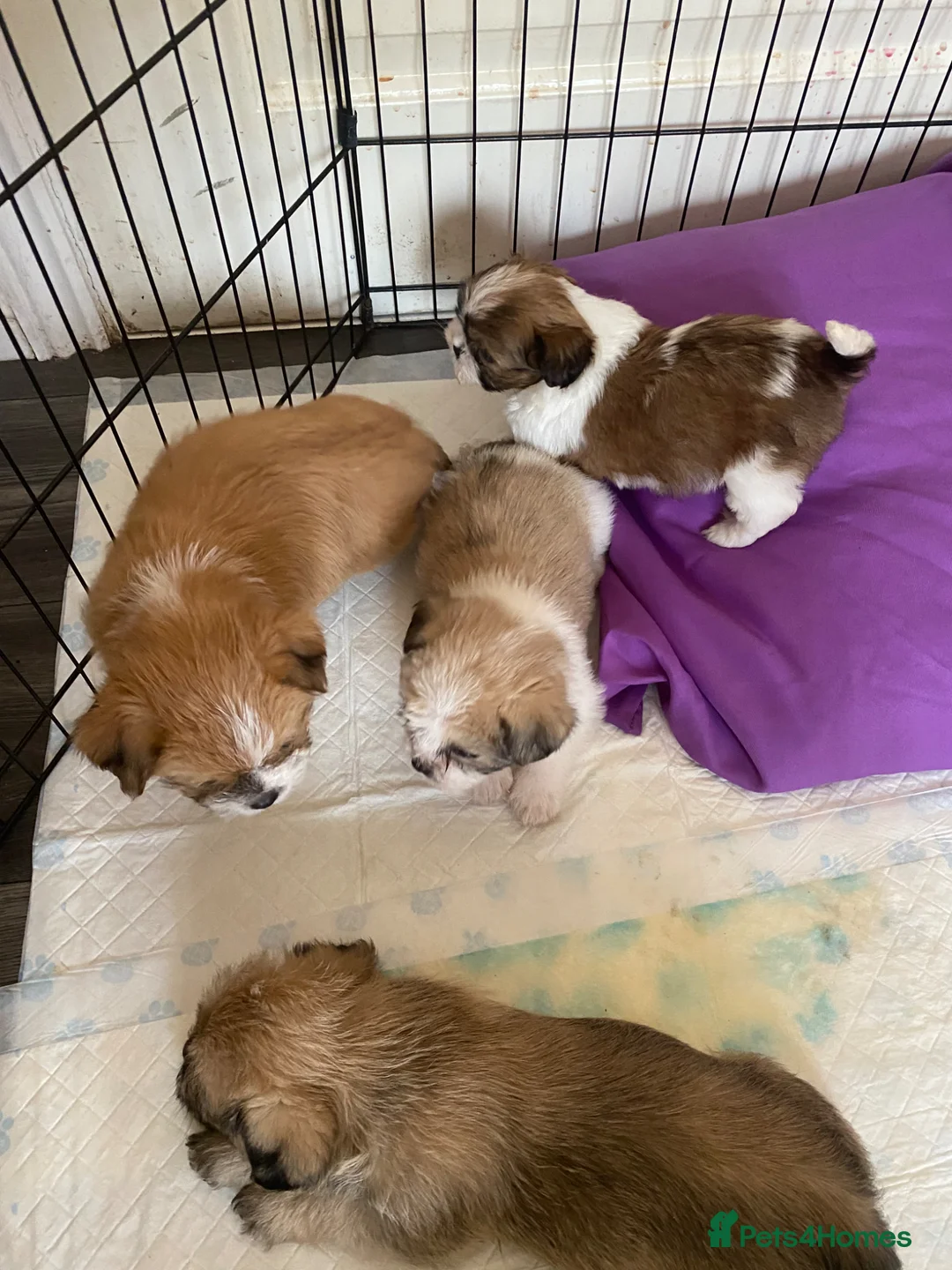 Maltipoo dogs for sale: Adorable tiny maltipoo puppies  - Advert 16