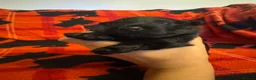 Scottish Terrier dogs for sale: Stunning Pedigree Scottish Terrier Puppies  - Advert 24