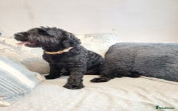 Cockapoo dogs for sale: Cockapoo puppies in Lancaster - Image 10