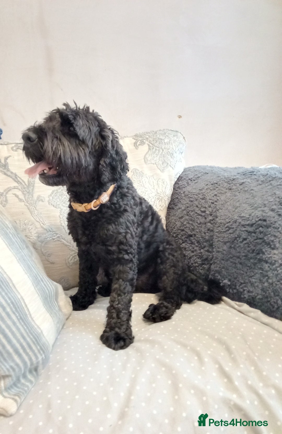 Cockapoo dogs for sale: Cockapoo puppies in Lancaster - Image 10