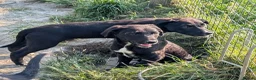 Borador dogs for sale: Boradors pups *READY NOW* - Advert 21