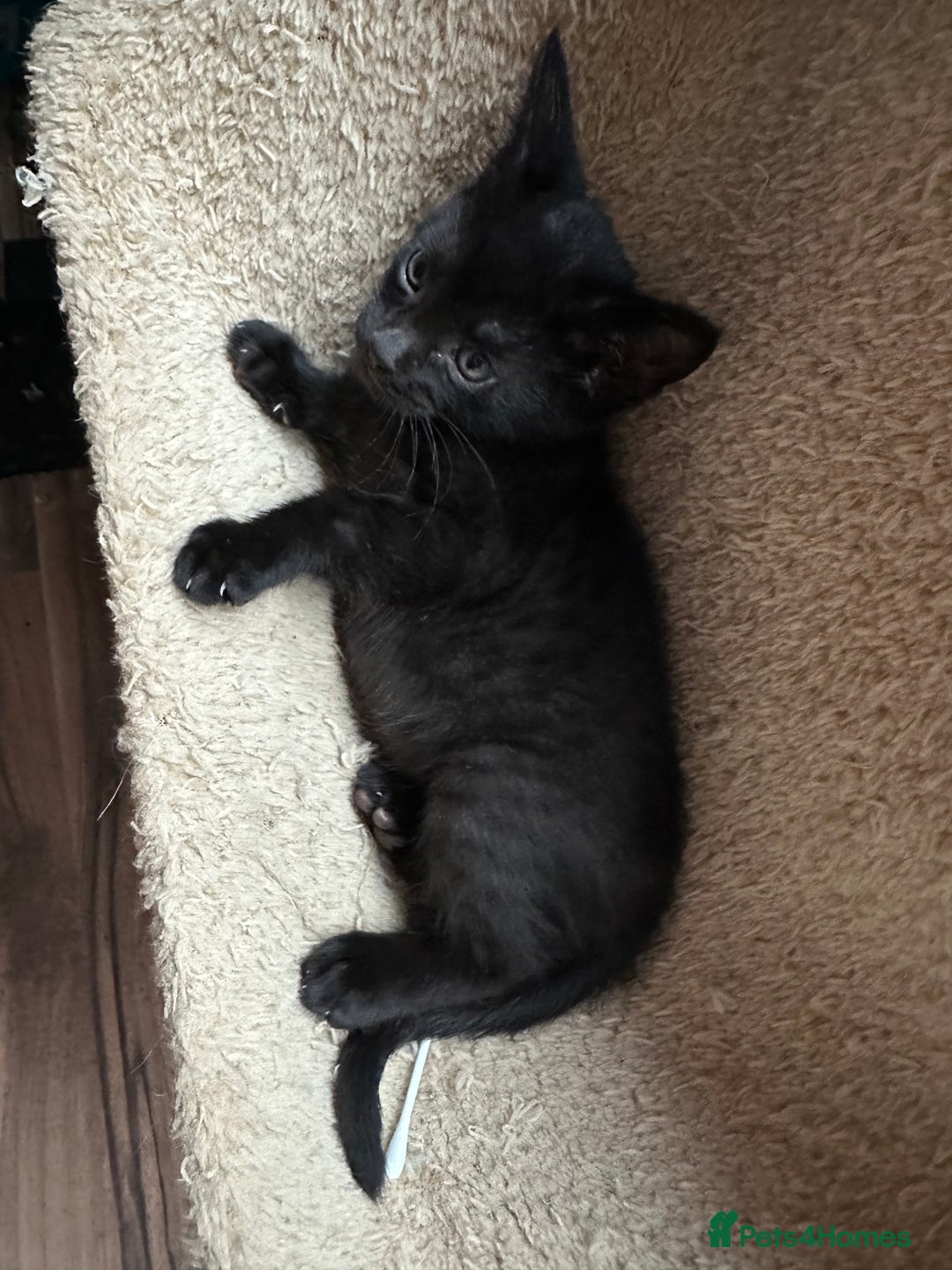 Mixed Breed cats for sale: Amazing Half Bengals !!! - Advert 33