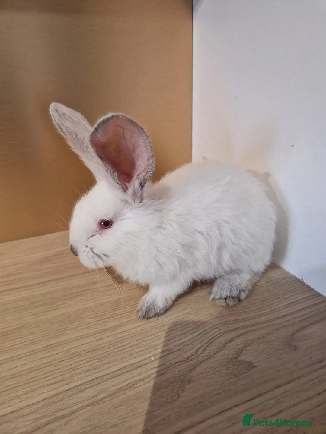 Continental Giant rabbits for sale: Continental Giant Blue  in Carlisle - Advert 4