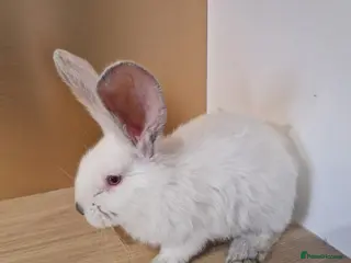 Continental Giant rabbits Continental Giant White - Advert 2