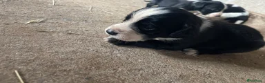 Mixed Breed 2