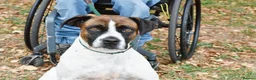 Mixed Breed dogs for adoption: Donky - Advert 4