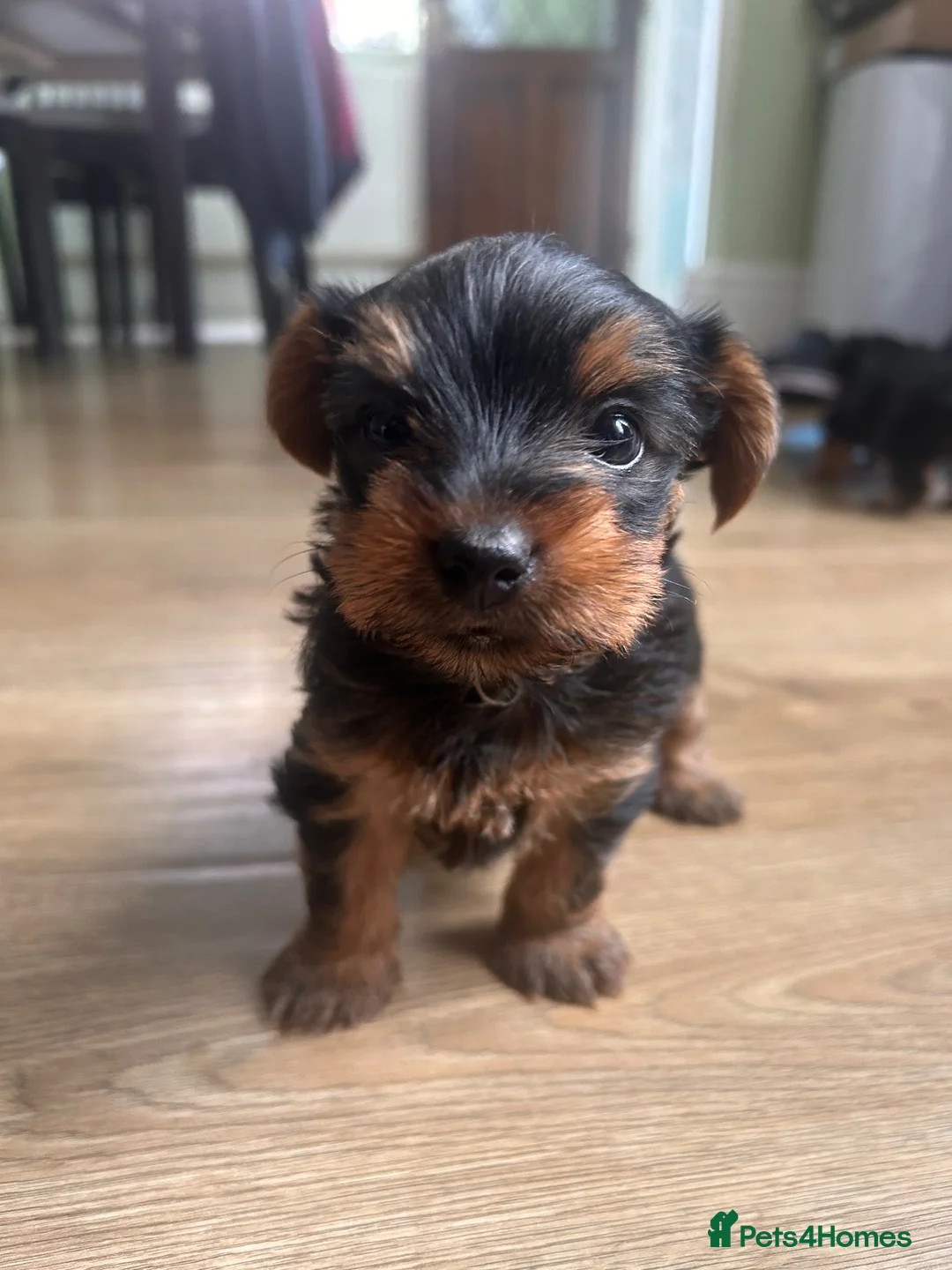 Yorkshire Terrier dogs for sale: Yorkshire terrier puppy girls - Advert 1