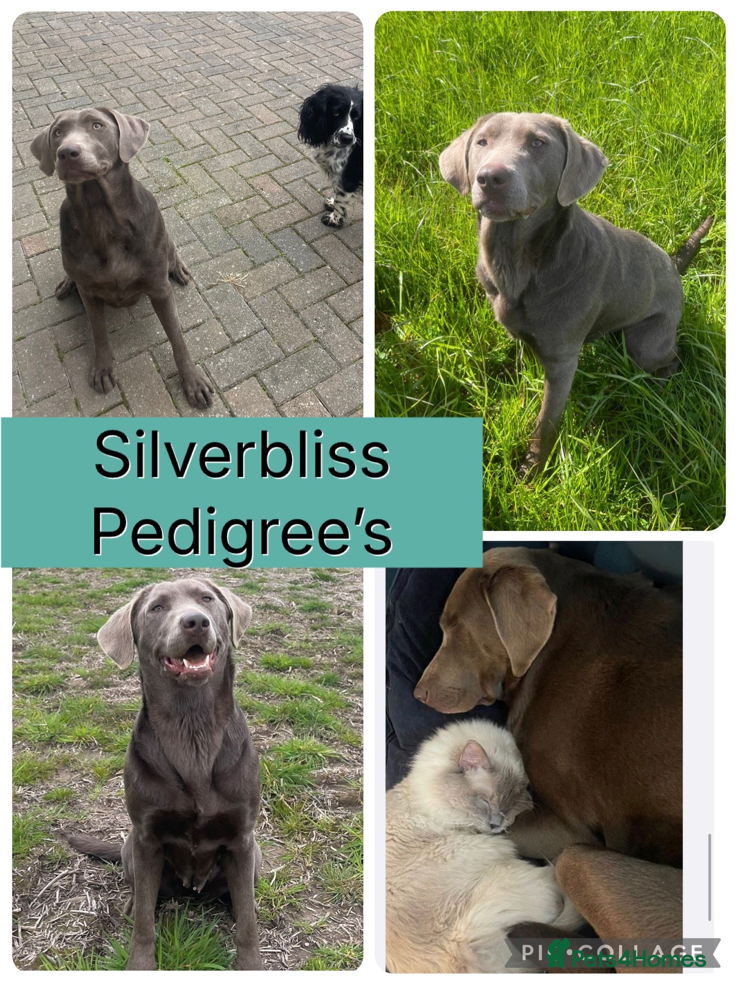 Labrador Retriever dogs for sale: 🌸Extensively health tested KC silver Labrador’s🌸 - Advert 2