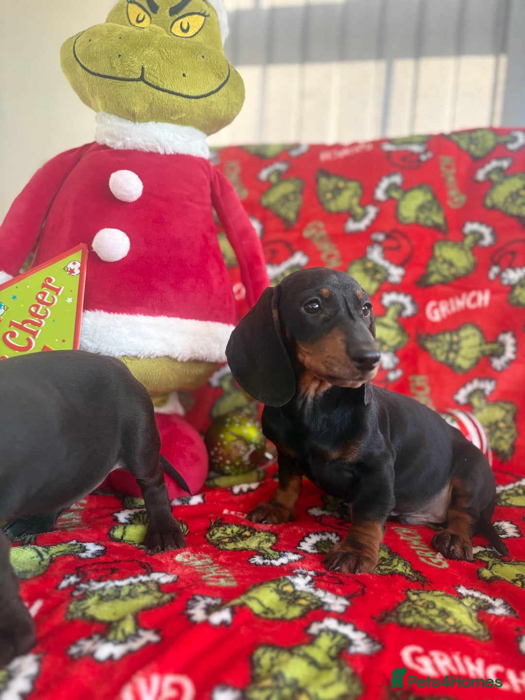 Miniature Dachshund dogs for sale: Beautiful babies ready for there5⭐️ home - Advert 5
