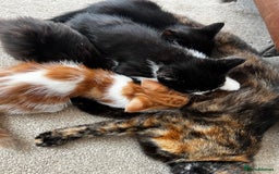 Mixed Breed cats for sale: Fluffy Mixed Breed Kittens For Sale  - Image 8