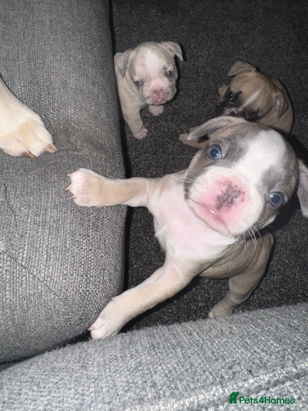 French Bulldog dogs for sale: DWKC Registered Puppies – Health Tested  - Advert 3