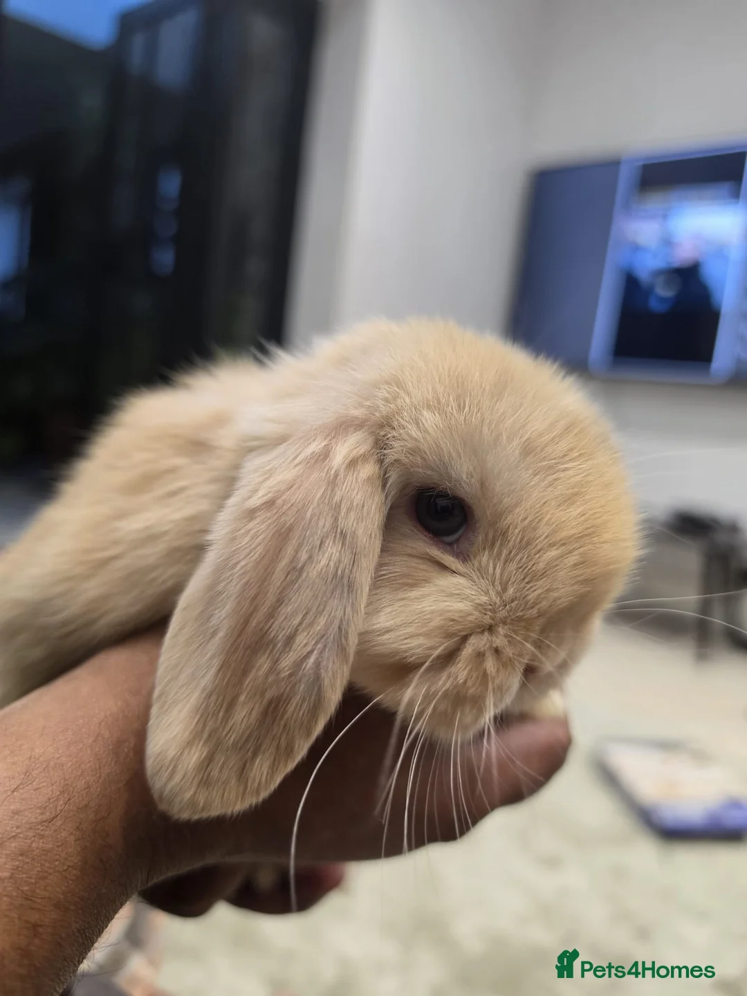 Mini Lop rabbits for sale: 3 Cute Purebred Mini Lop Babies ready to go - Advert 1
