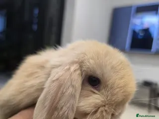 Mini Lop rabbits 3 Cute Purebred Mini Lop Babies ready to go - Advert 12