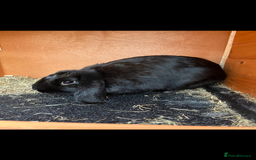 Sussex rabbits for sale: Floppy eared rabbit  - Image 2