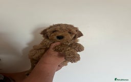 Poochon dogs for sale: 🐾 Poochon puppies 💕🐾🐾 - Image 15