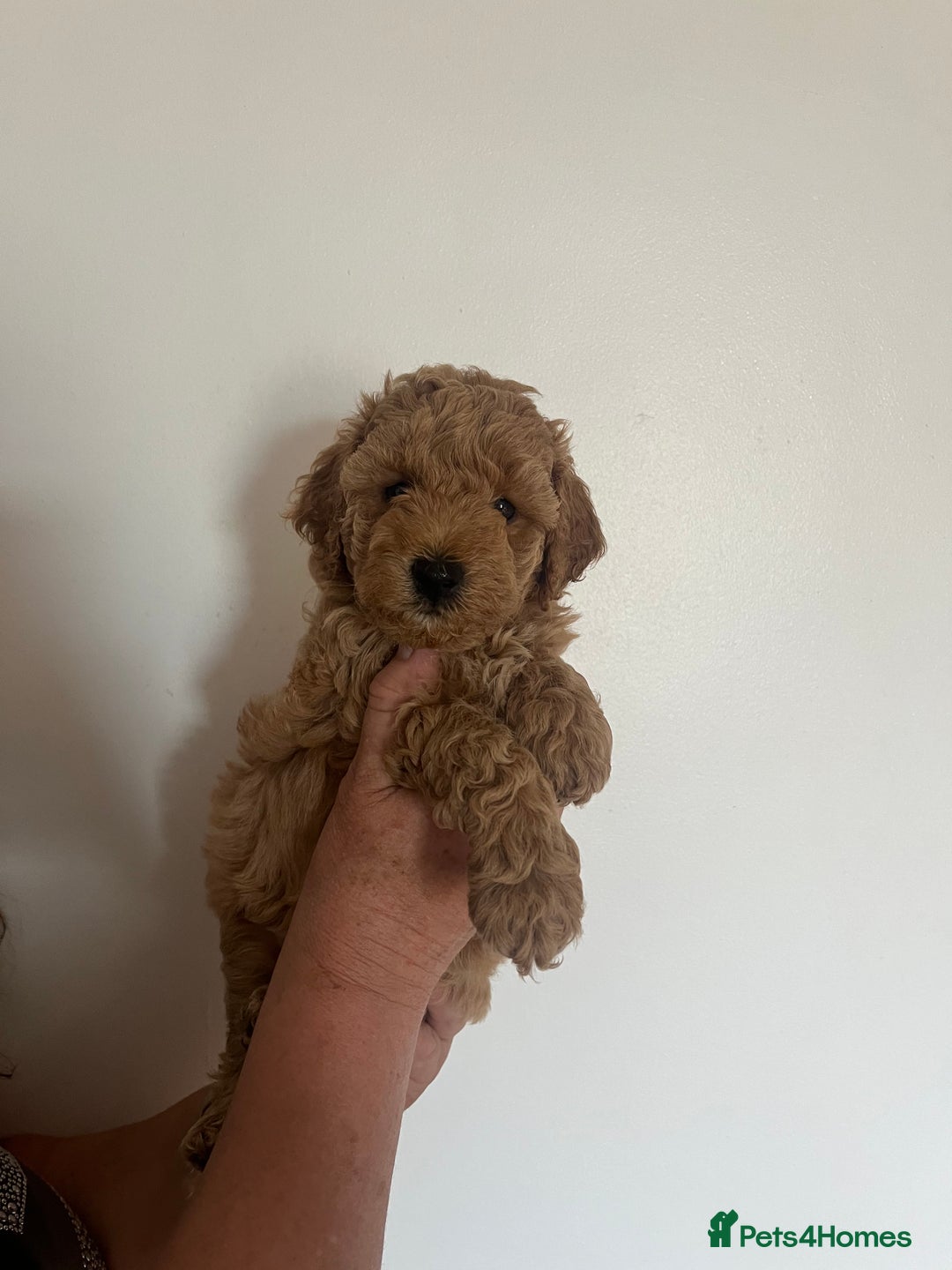 Poochon dogs for sale: 🐾 Poochon puppies 💕🐾🐾 - Image 15