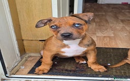Mixed Breed dogs for sale: 💎 Stunning Brindle Bully Pups – Rare, Ready Now! - Image 3